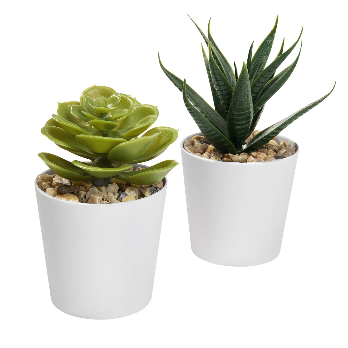  SET DE PLANTAS ALISO5